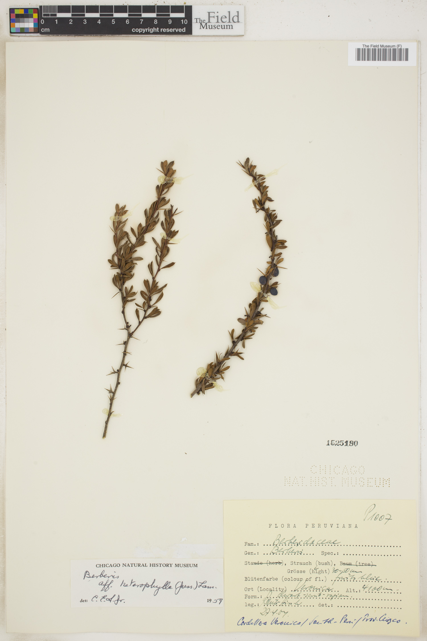 Berberis heterophylla image