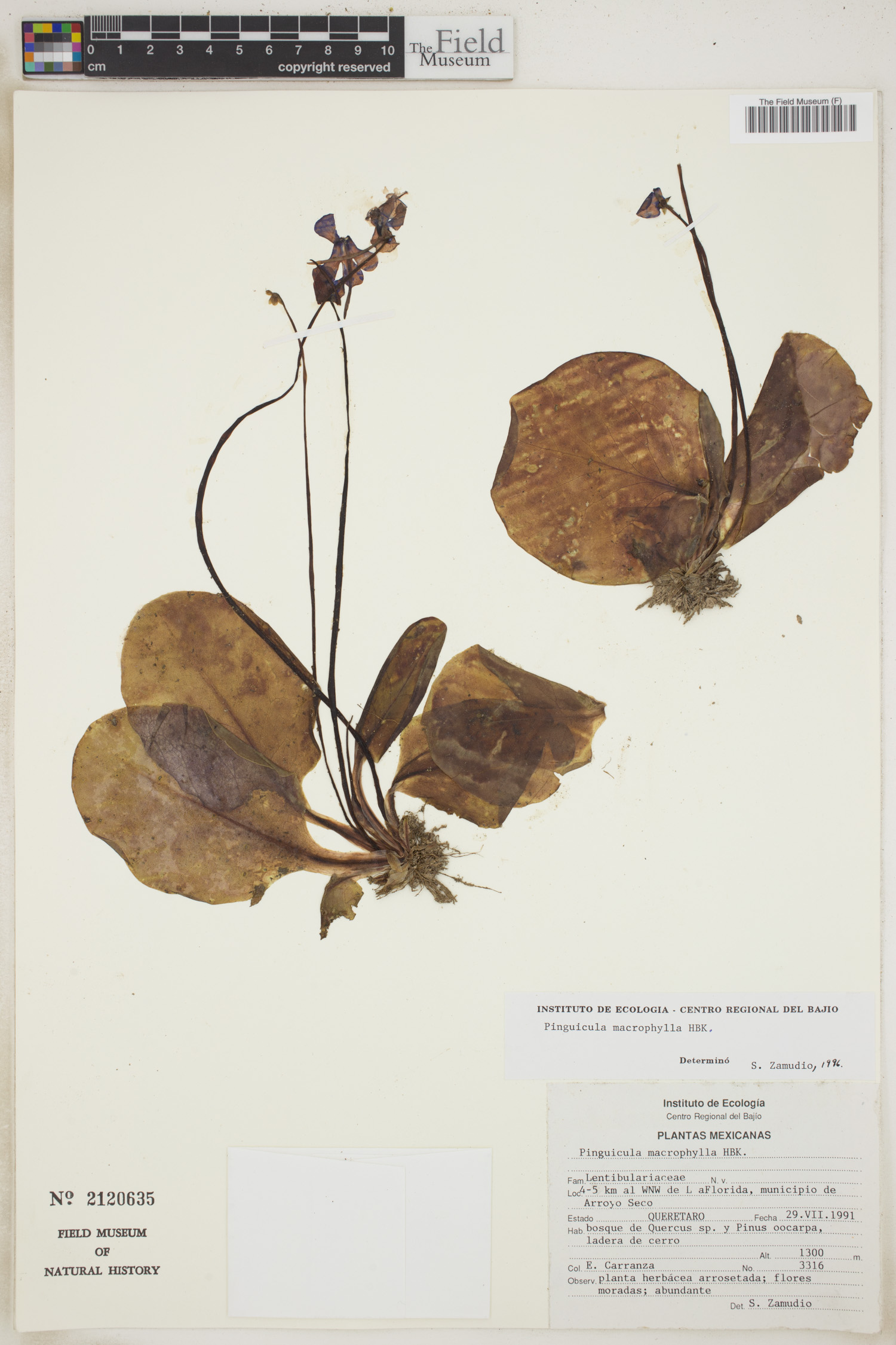 Pinguicula macrophylla image