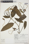 Posoqueria longiflora image
