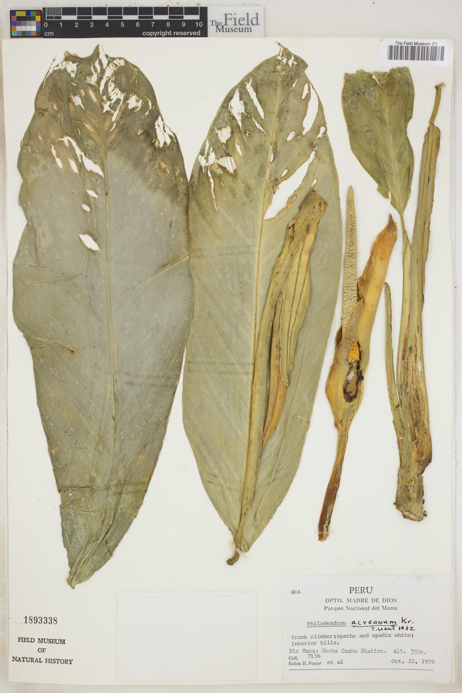 Philodendron acreanum image