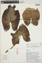 Philodendron brevispathum image