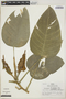 Philodendron divaricatum image
