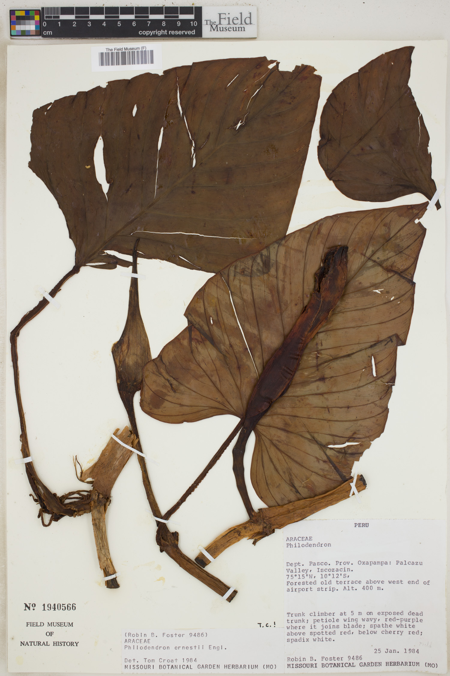 Philodendron ernestii image