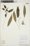 Philodendron fibrillosum image