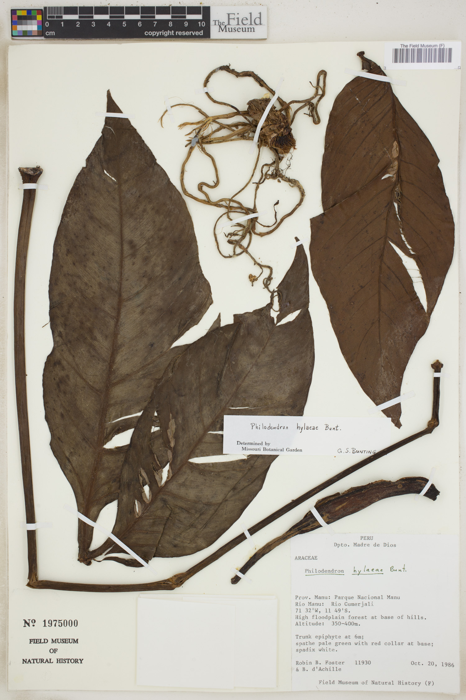 Philodendron hylaeae image