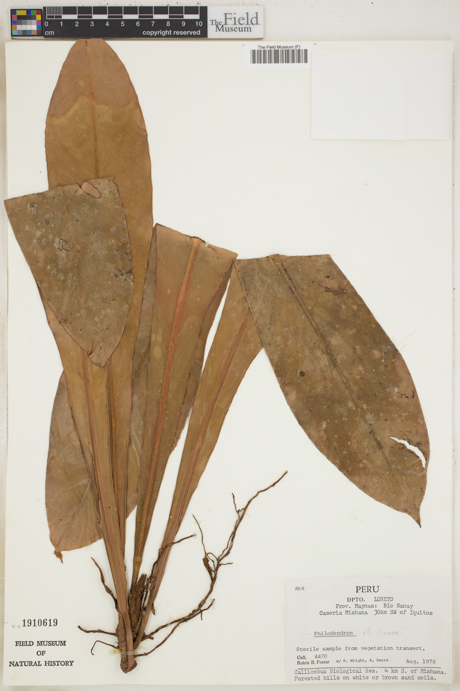 Philodendron linnaei image