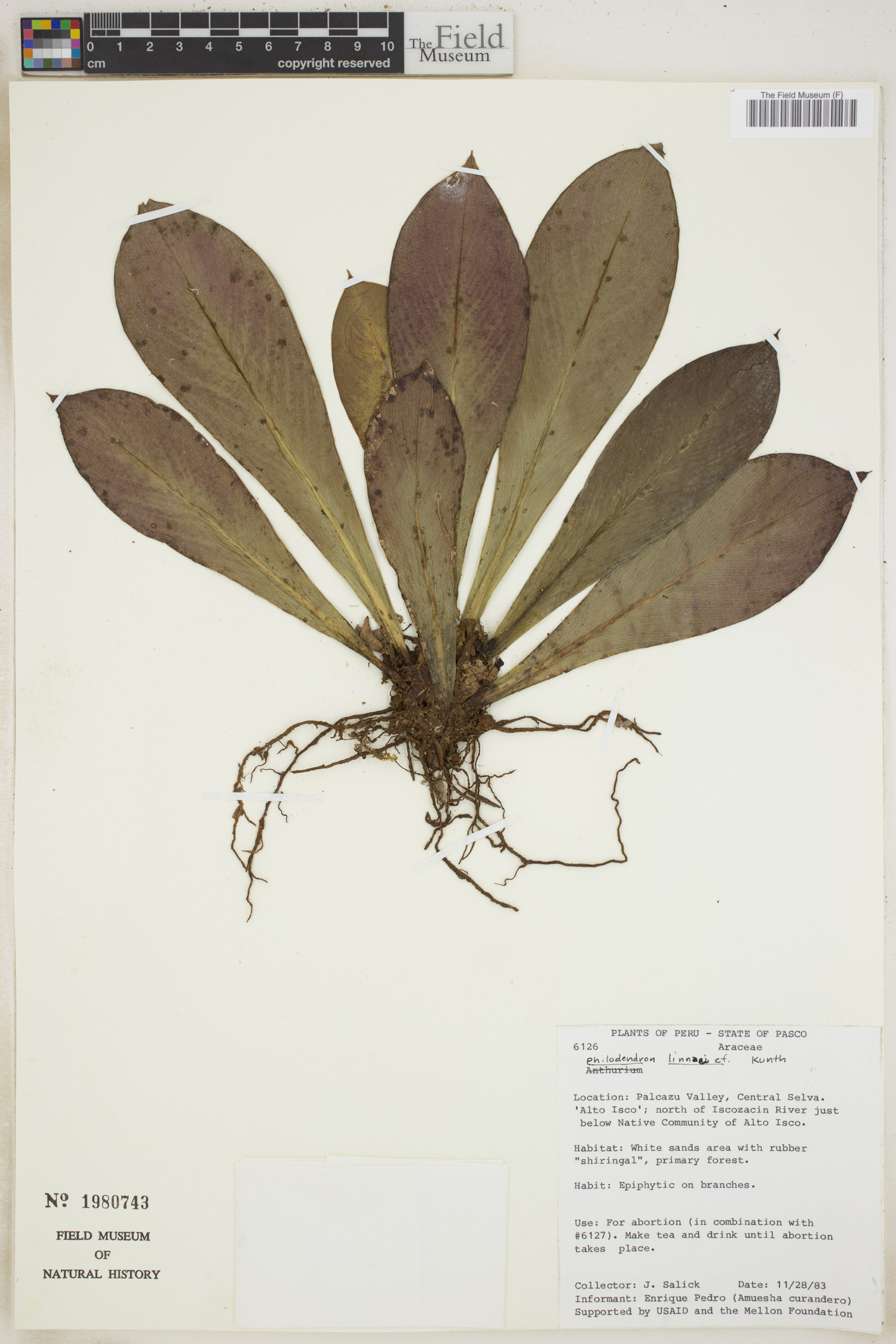 Philodendron linnaei image