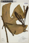 Philodendron panduriforme image