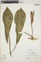 Philodendron paucinervium image