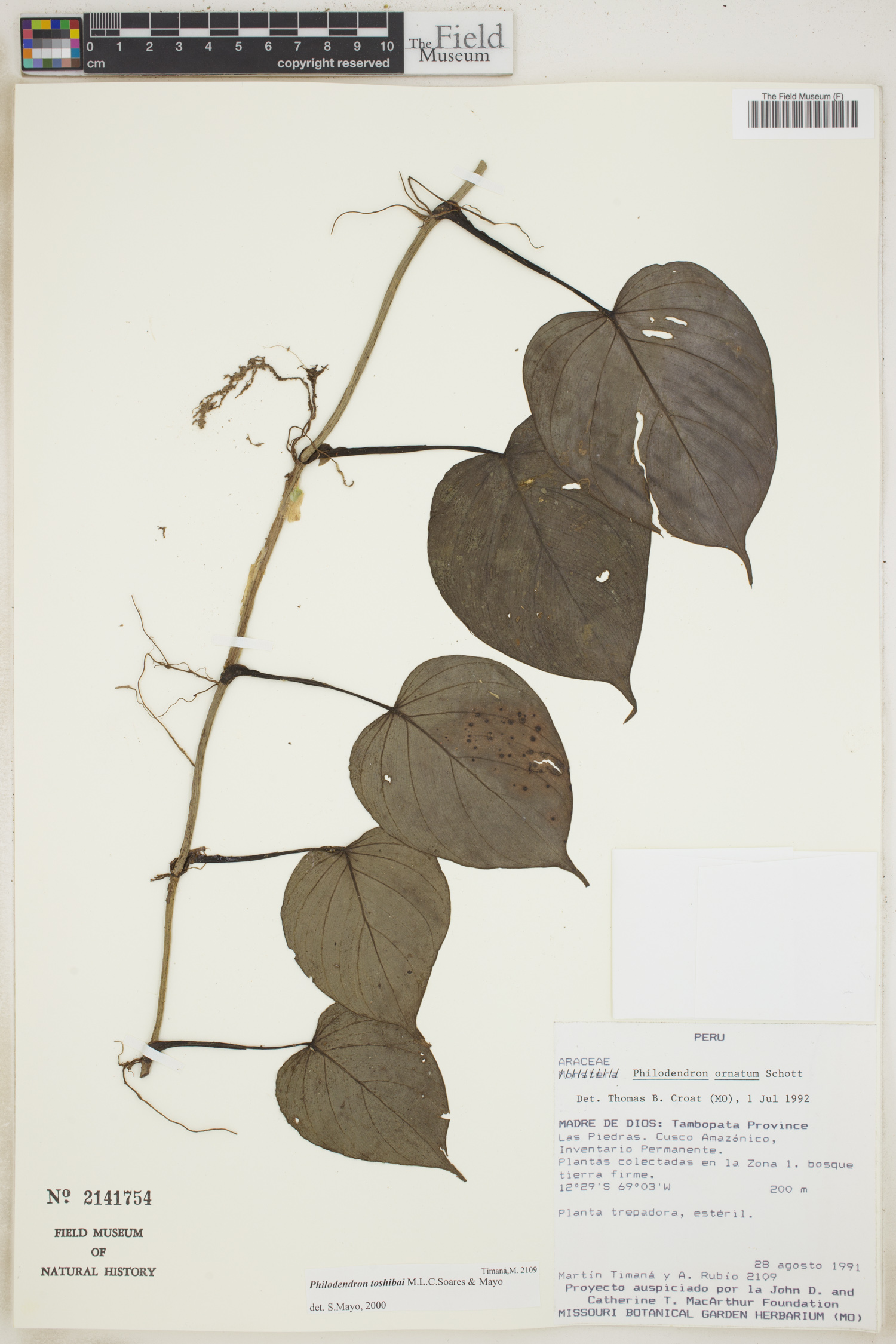 Philodendron toshibai image
