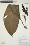 Philodendron wittianum image