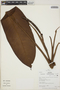 Rhodospatha latifolia image