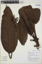 Rhodospatha latifolia image