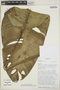 Rhodospatha moritziana image