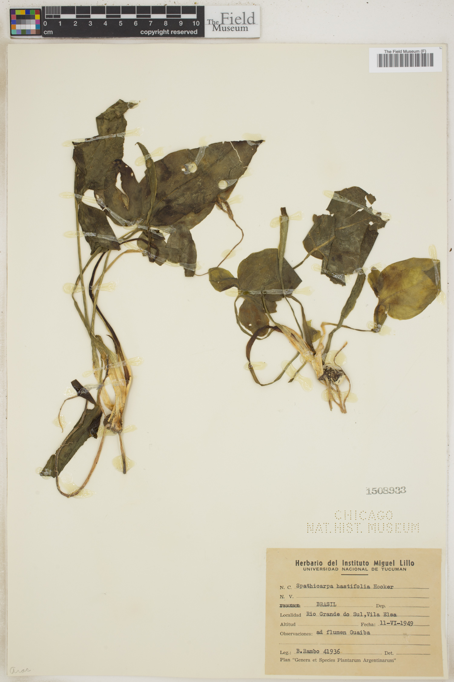 Spathicarpa hastifolia image