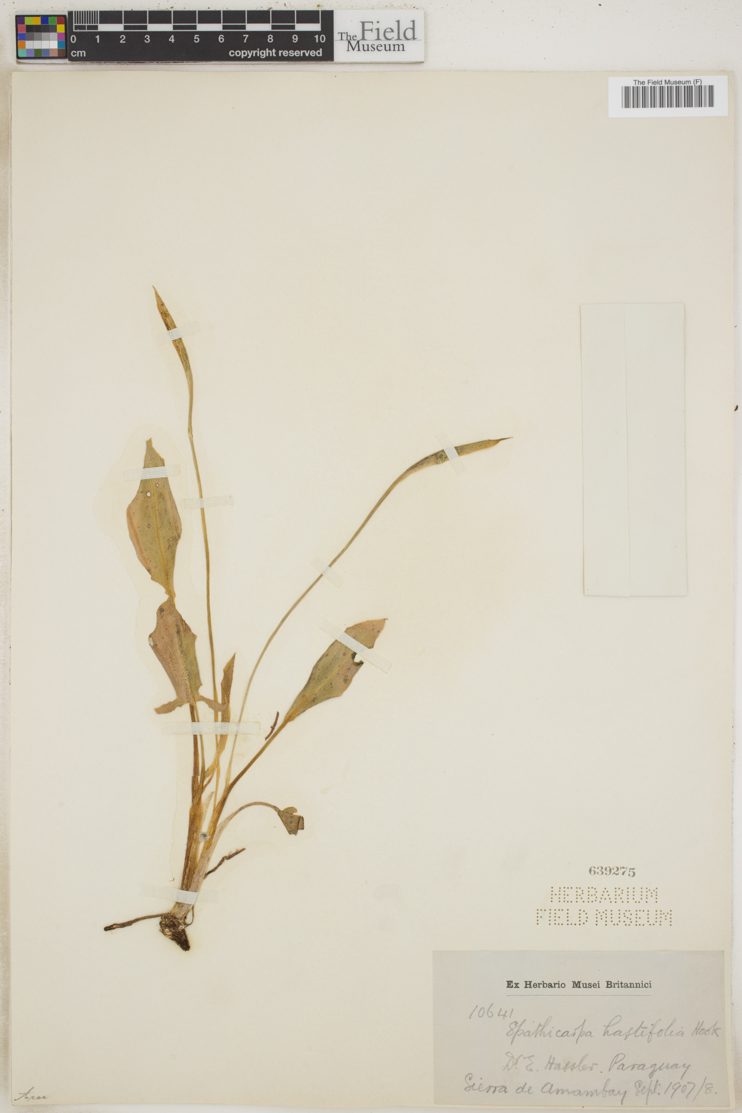 Spathicarpa image