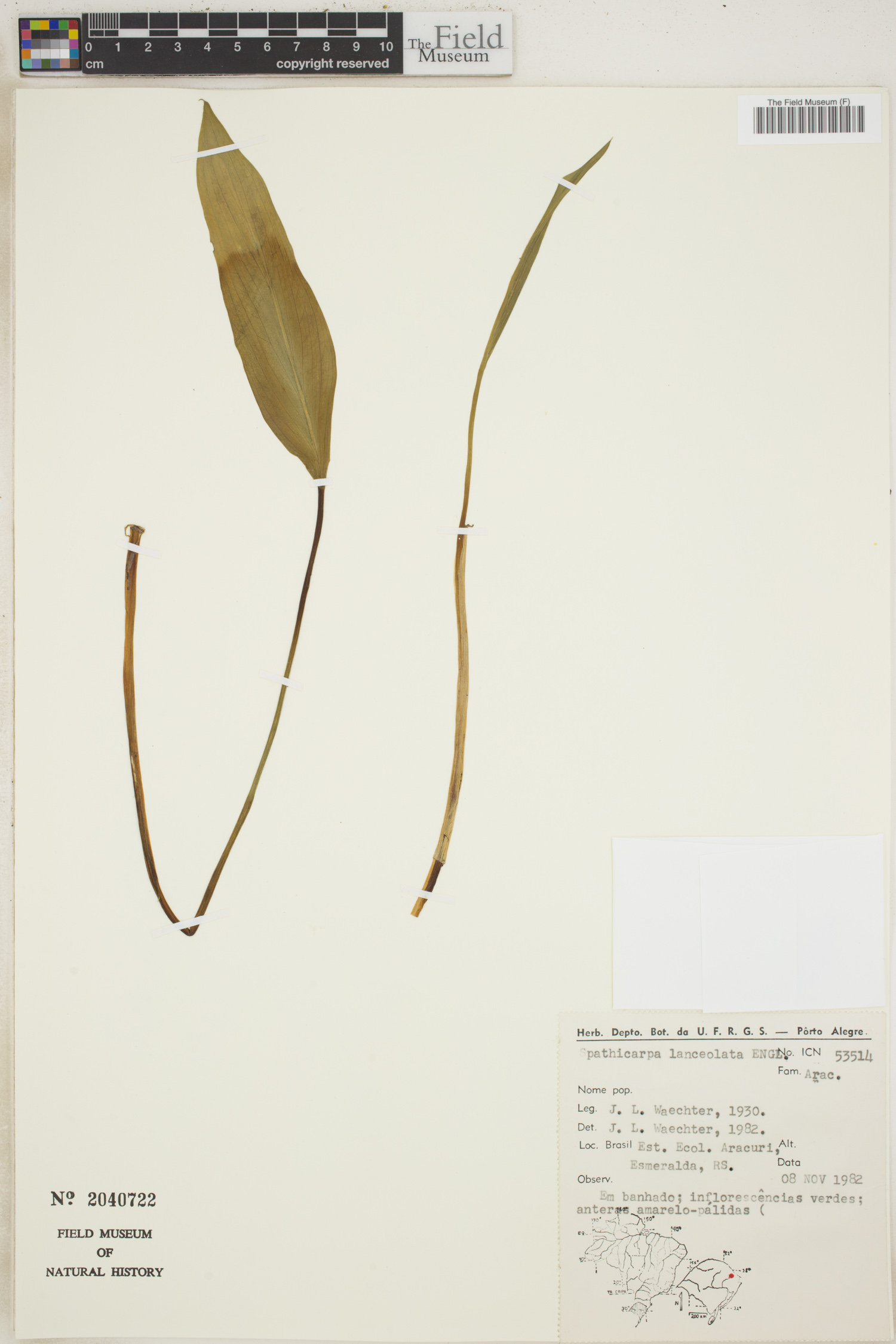 Spathicarpa lanceolata image