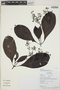 Psychotria acreana image
