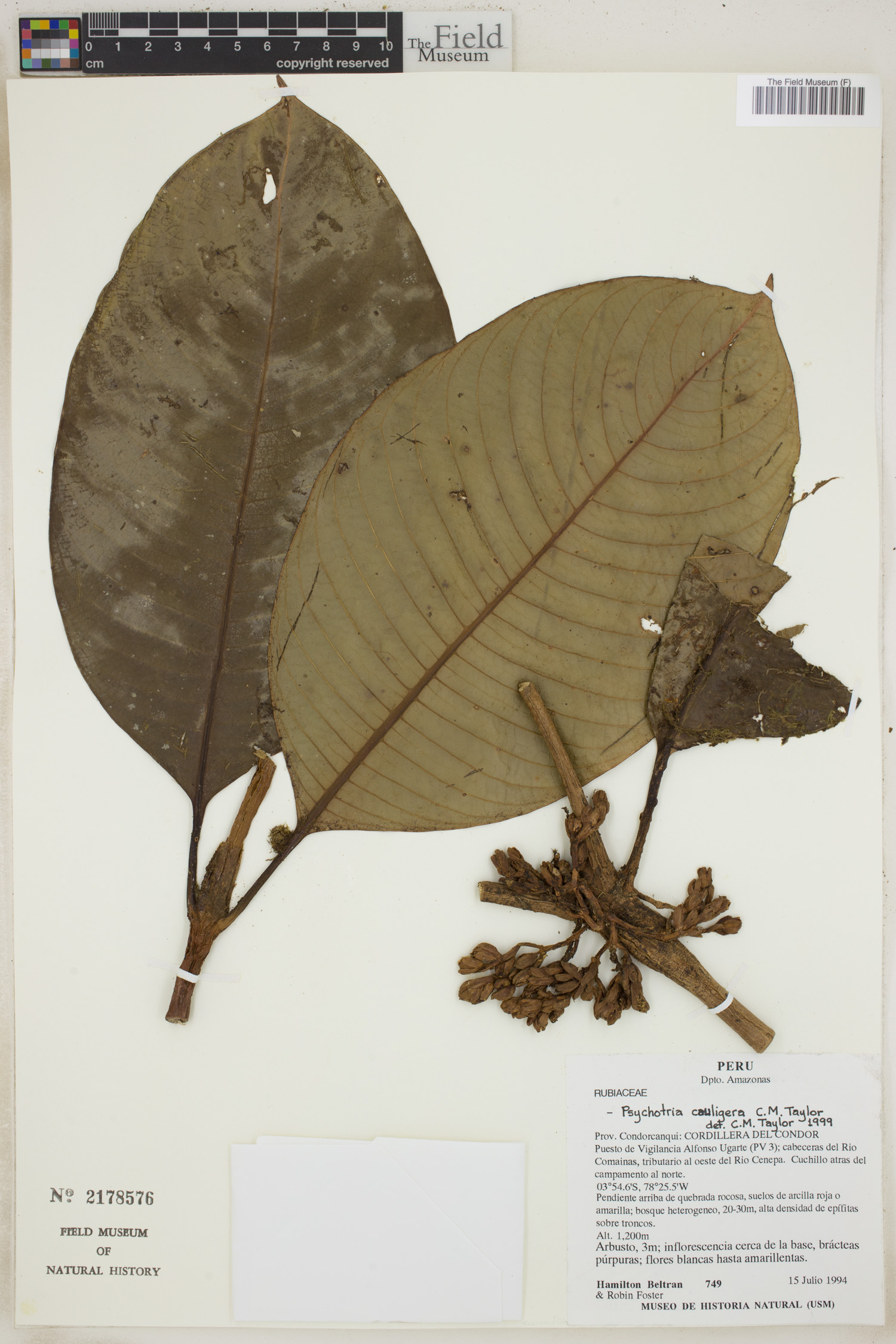 Psychotria cauligera image