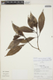 Psychotria davidsmithiana image