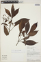 Psychotria fortuita image