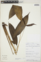 Spathiphyllum barbourii image