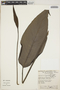 Spathiphyllum grandifolium image
