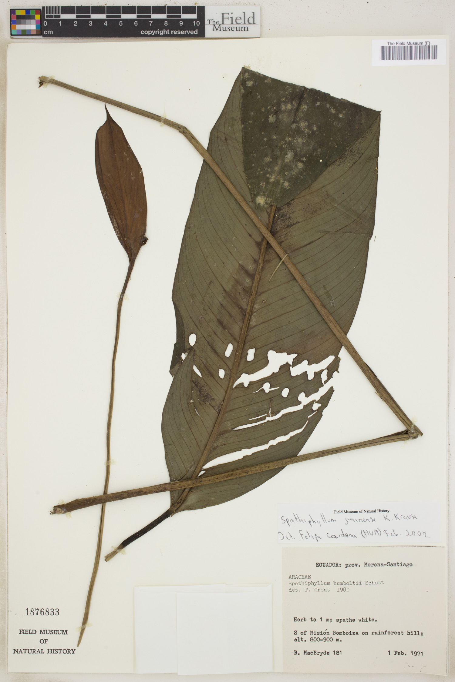 Spathiphyllum juninense image