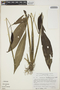Spathiphyllum lechlerianum image