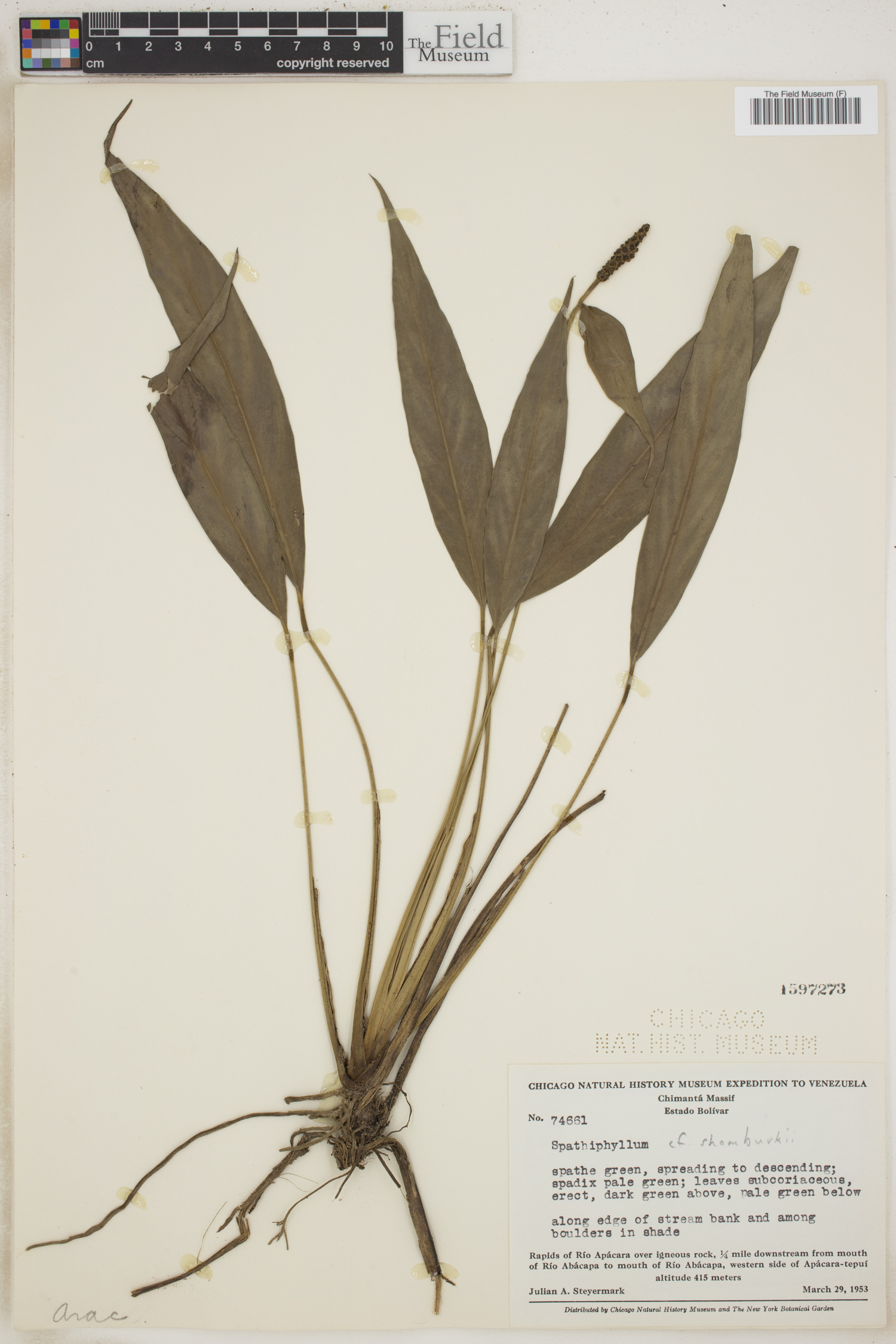 Spathiphyllum schomburgkii image