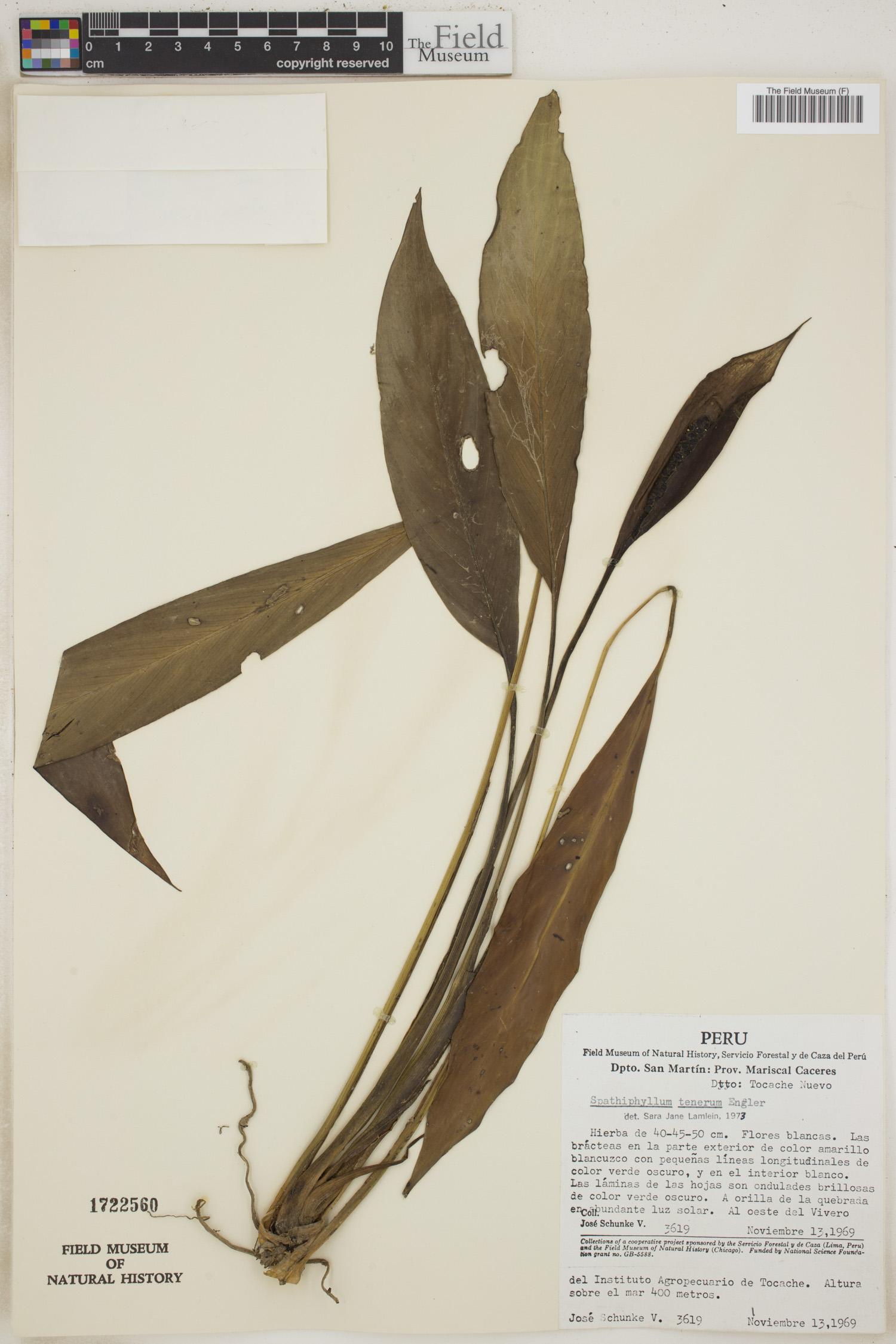 Spathiphyllum tenerum image