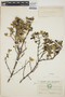Gynoxys buxifolia image
