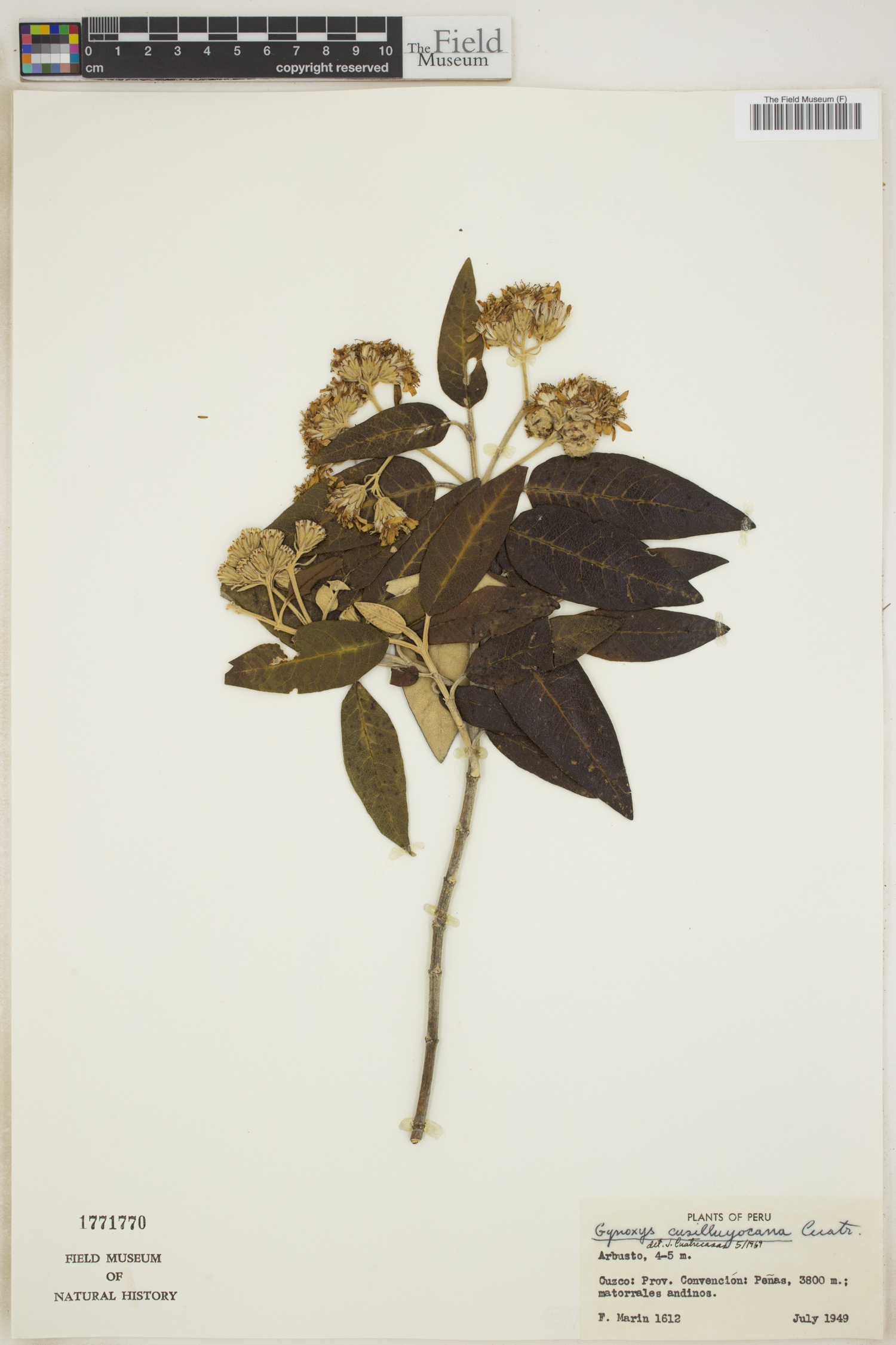 Gynoxys cusilluyocana image