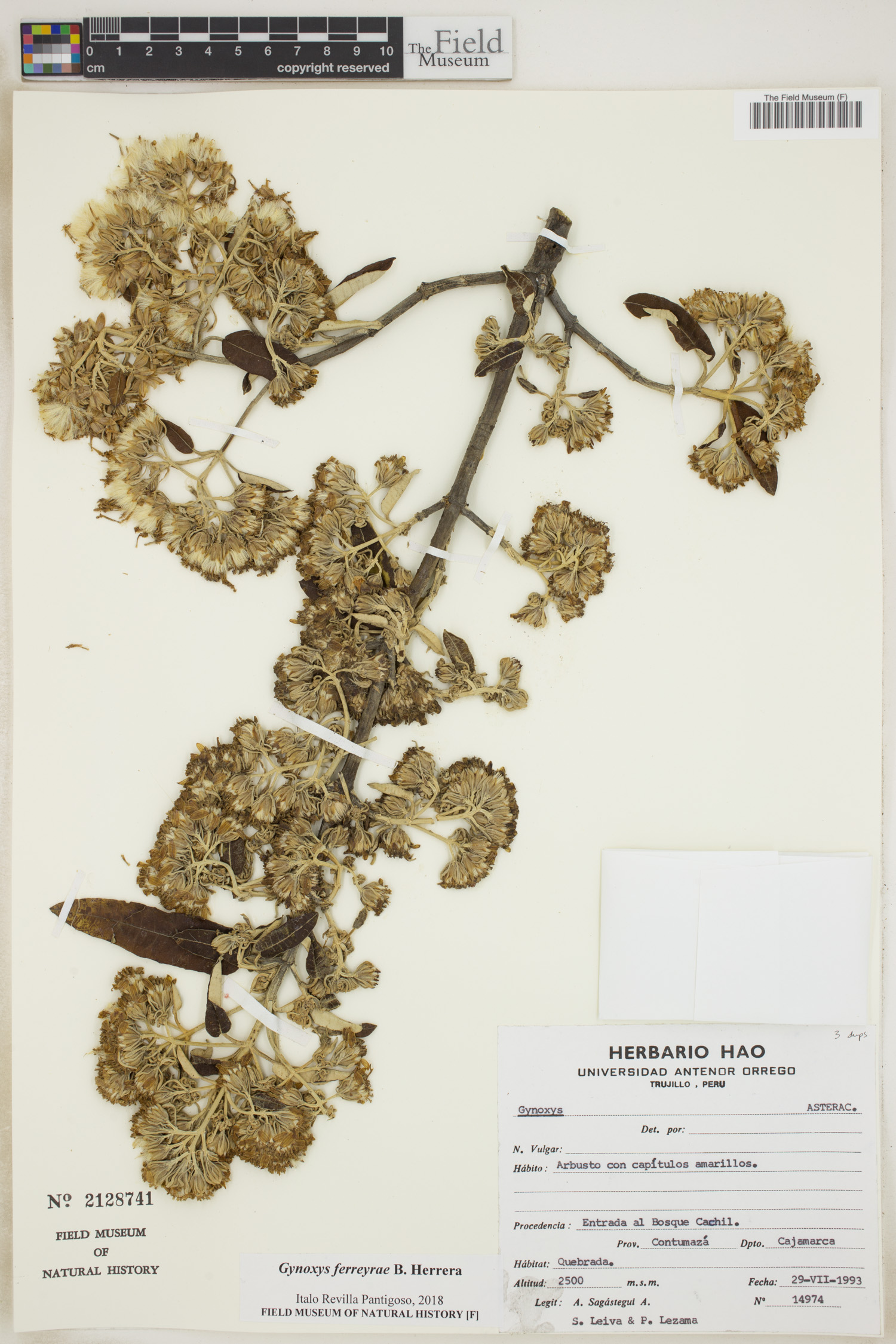 Gynoxys ferreyrae image
