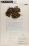 Utricularia pubescens image