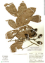 Ephedranthus amazonicus image