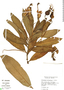 Centropogon brittonianus image