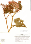 Begonia monadelpha image