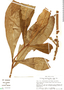 Stylogyne longifolia image