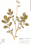 Solanum medians image