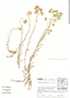Gnaphalium dombeyanum image