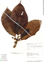 Hippotis albiflora image