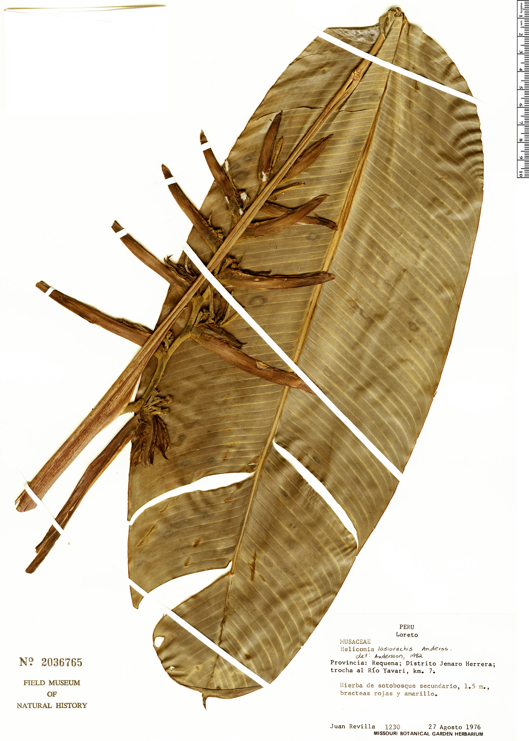 Heliconia lasiorachis image