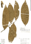 Hornschuchia cauliflora image