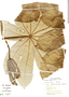 Cecropia pachystachya image