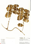 Dioscorea crotalariifolia image