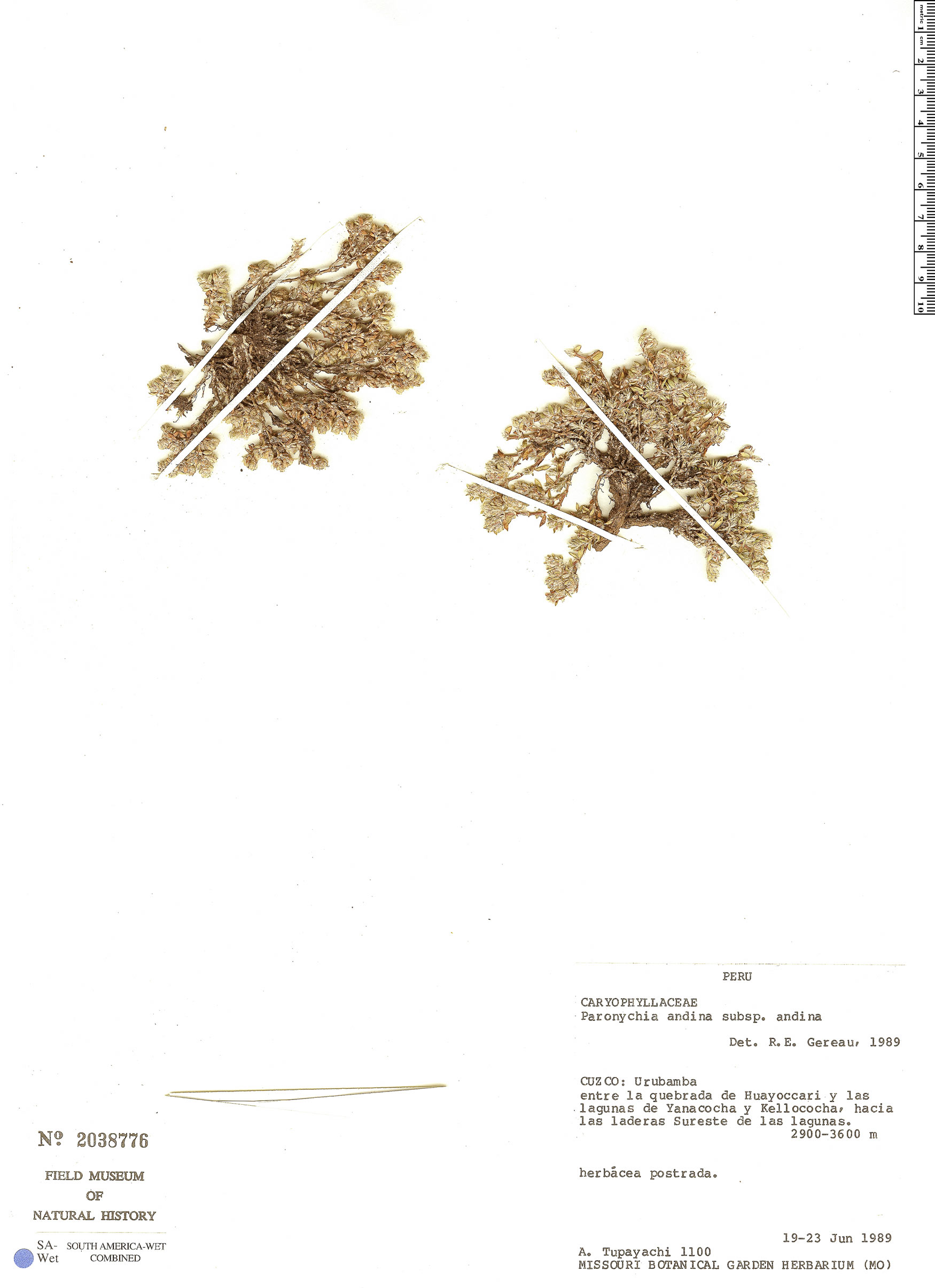 Paronychia andina image