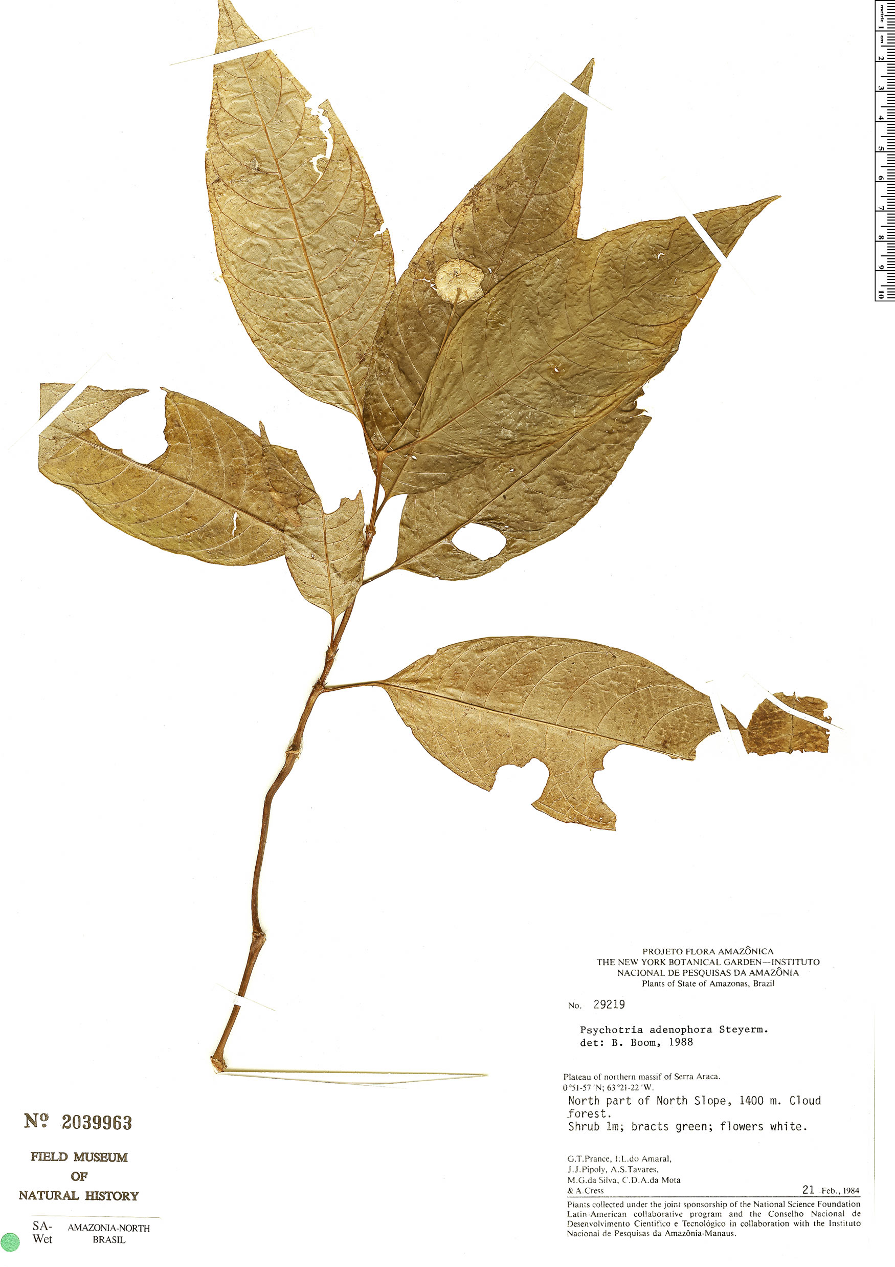 Psychotria adenophora image