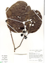 Coussarea platyphylla image