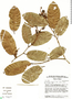 Corythophora rimosa image